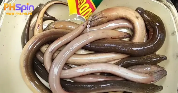 Eel for Enhanced Vitality