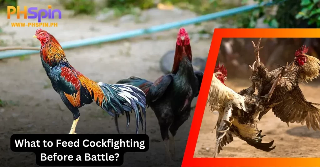 Feed Cockfighting Before a Battle