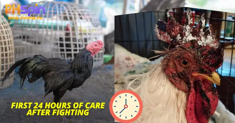 First 24 Hours of Care after Fighting