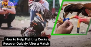 Help Fighting Cocks Recover Quickly After a Match