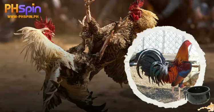 Suitable Feed Cockfighting Before a Battle