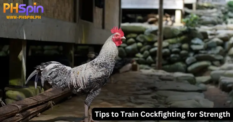 Tips to Cockfighting Training for Strength